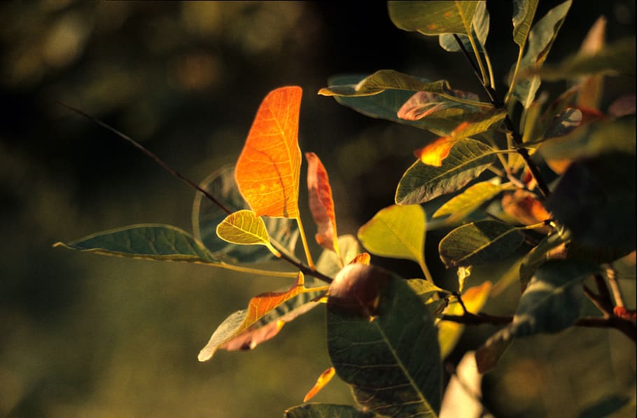 autumn, foliage, light, transparency, plant part, leaf, growth HD wallpaper