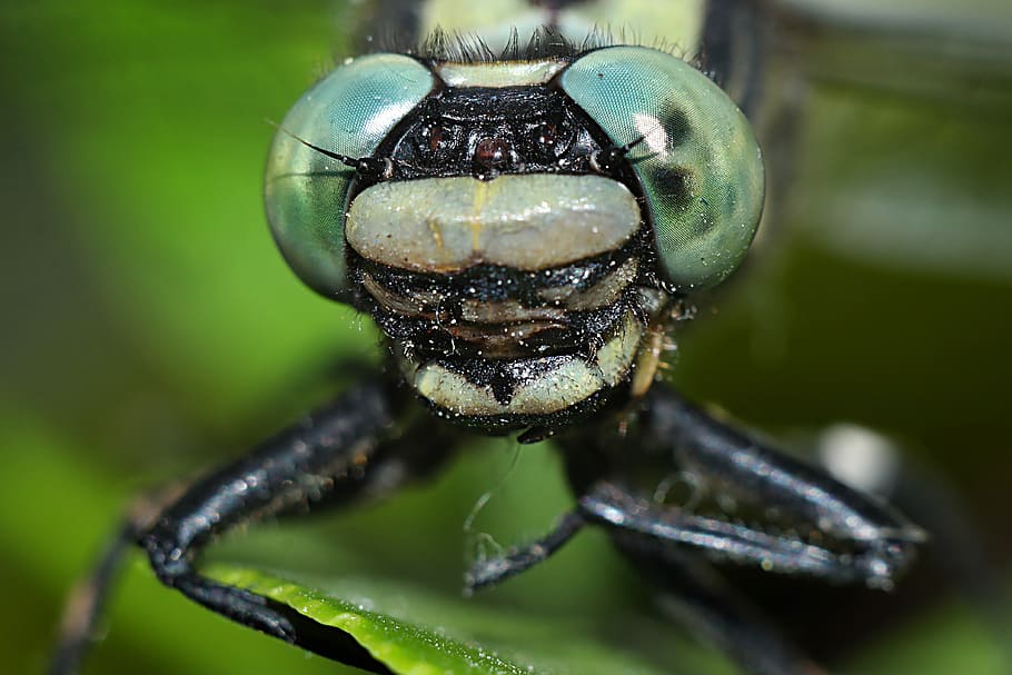 insect, macro, nature, closeup, invertebrate, animals in the wild HD wallpaper