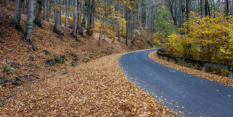 forest, trees, autumn, fall, leaf, nature, road, plant, land HD wallpaper