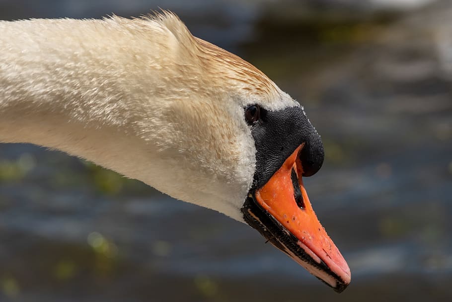 swan, bird, waterfowl, animal, animal themes, animal wildlife HD wallpaper