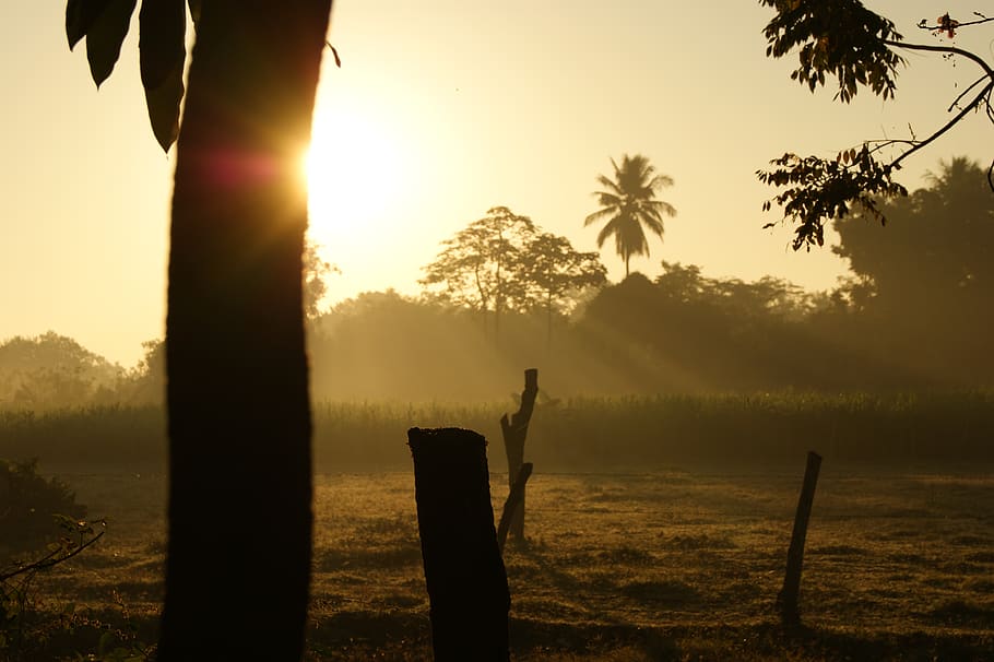 forest, nature, trees, sun rising, plant, sky, sunset, beauty in nature HD wallpaper