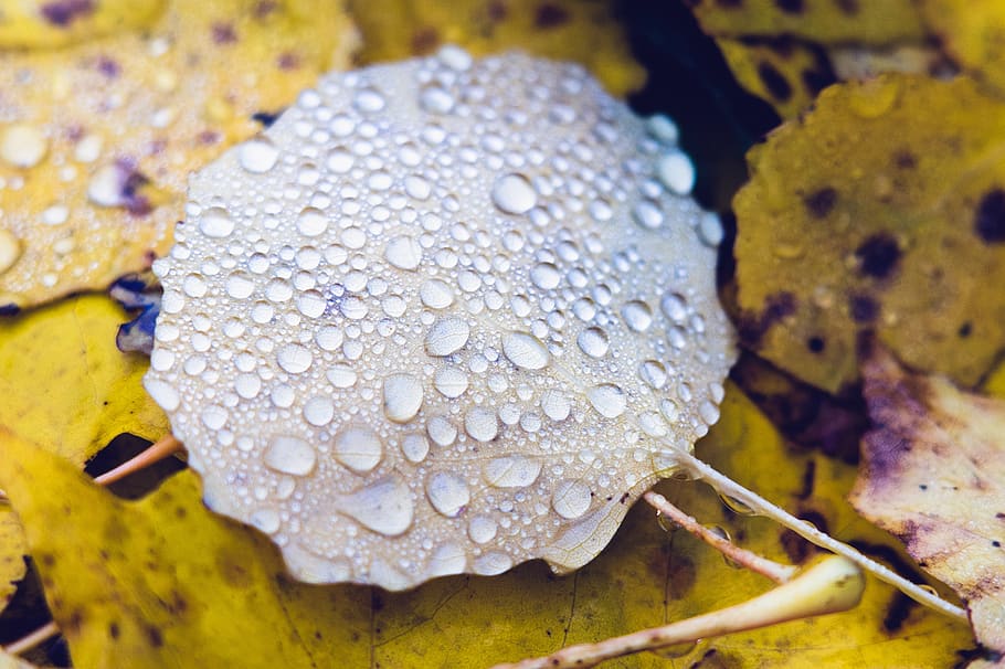 leaf, droplets, rain, wet, individuals, many, liquid, form HD wallpaper