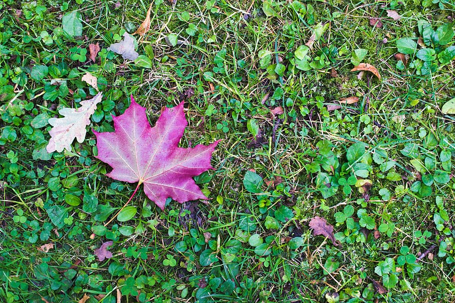 autumn, leaf, nature, grass, green, plant, plant part, beauty in nature HD wallpaper