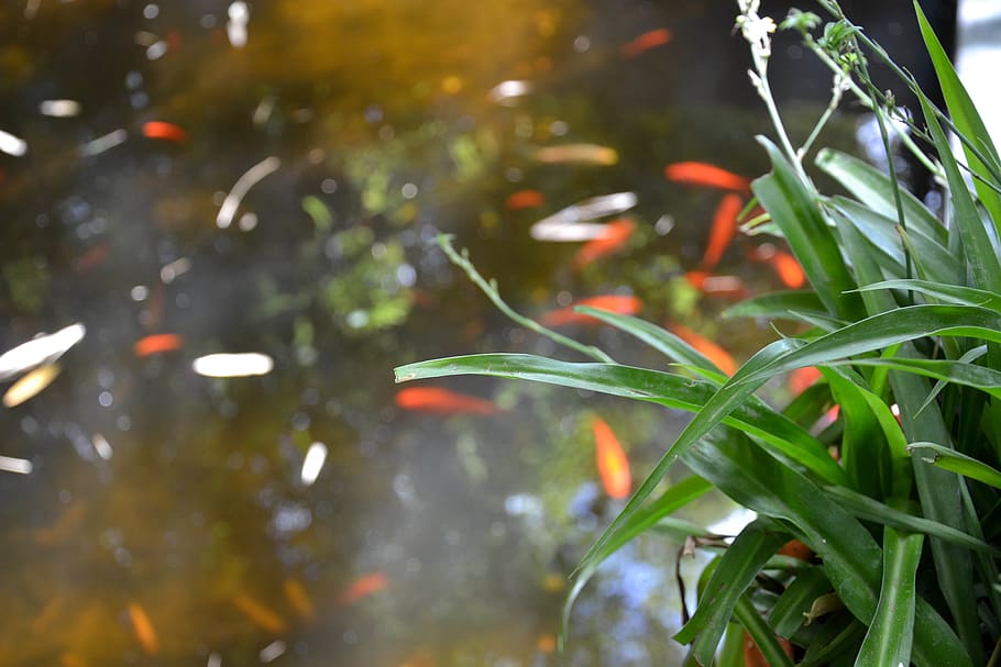 morocco, grass, nature, fish, herbes, poissons rouges, plant HD wallpaper