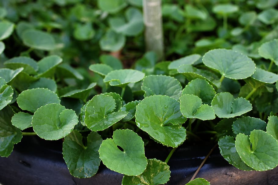 centella, herb, plant, flora, health, medicinal, leaf, plant part HD wallpaper