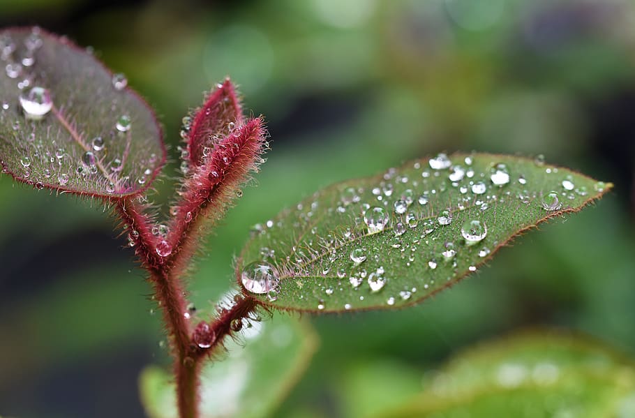 australia, yuruga, rain droplets, macro, eucalyptus, gum tree HD wallpaper