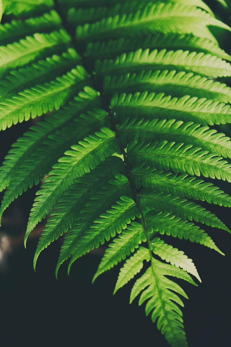 green, forest, tree, leaf, plant, nature, green color, plant part HD wallpaper