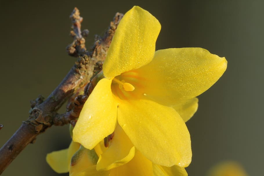 forsythia, spring, blossom, bloom, nature, garden, yellow, flowering plant HD wallpaper