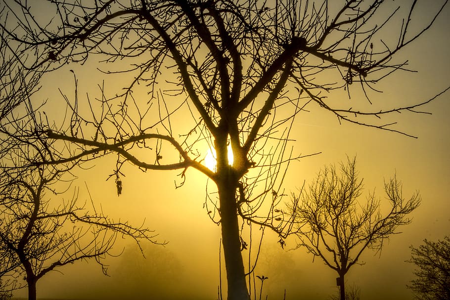 trees, sun, backlighting, fog, aesthetic, branches, haze, hazy HD wallpaper