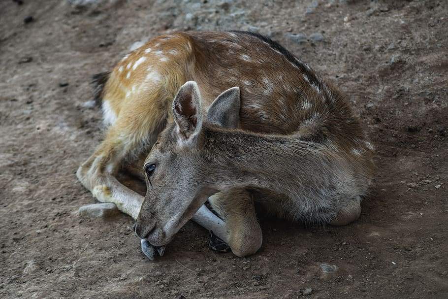 deer, young, resting, sad, zoo, mammal, animal, wildlife, nature HD wallpaper