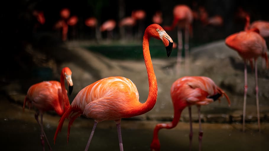 pink flamingo, bird, animal themes, vertebrate, animals in the wild HD wallpaper