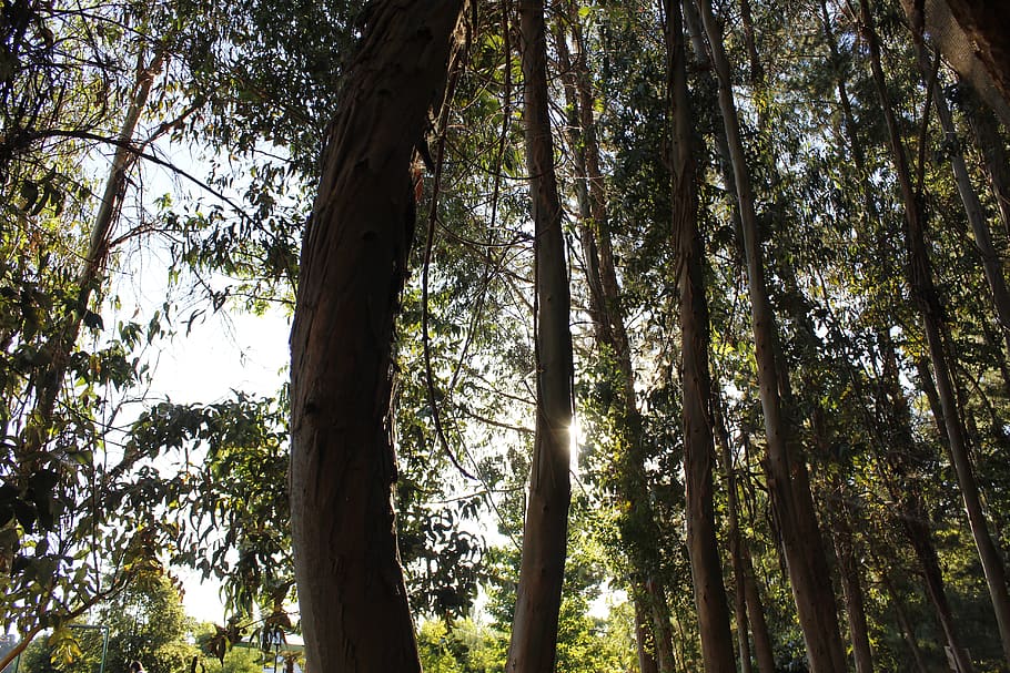 plant, bamboo, tree, flare, light, tree trunk, garden, outdoors HD wallpaper