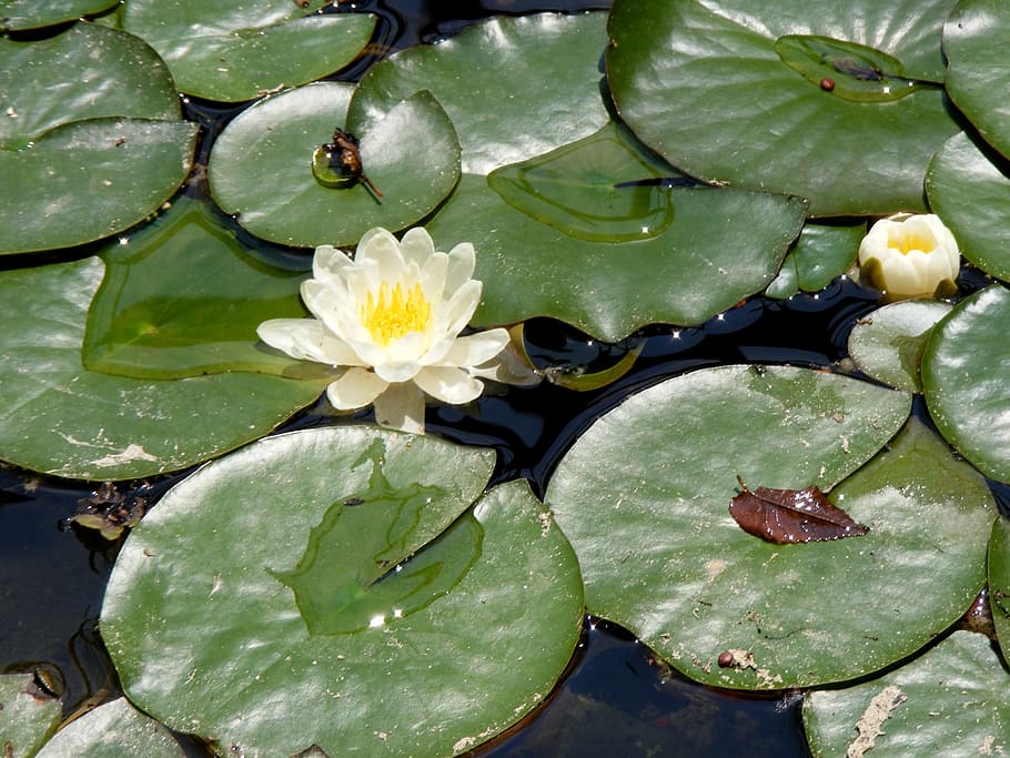 lily, white, leave, green, nature, fragrance, river, lake, flower HD wallpaper