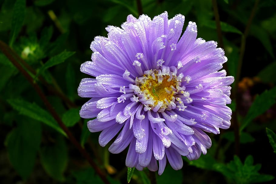flower, aster, blue, garden, nature, summer, the petals, closeup HD wallpaper