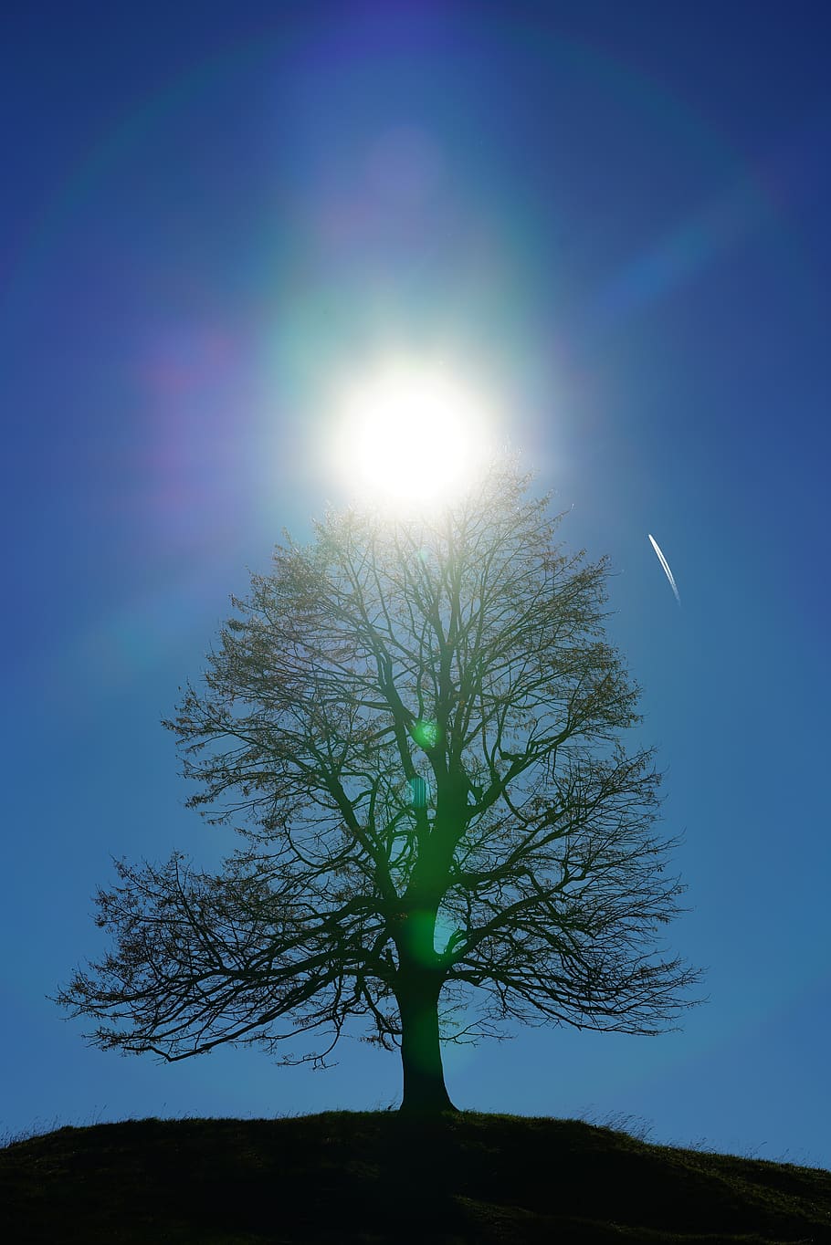 solitary tree, sun, backlighting, sky, bare tree, plant, beauty in nature HD wallpaper