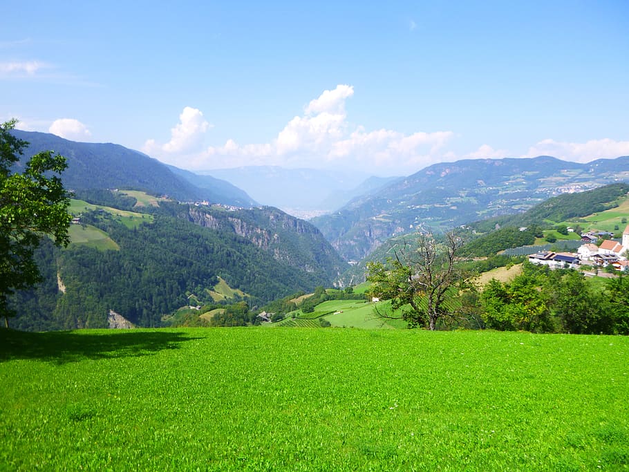 nature, summer, sky, tree, landscape, plant, meadow, grass HD wallpaper