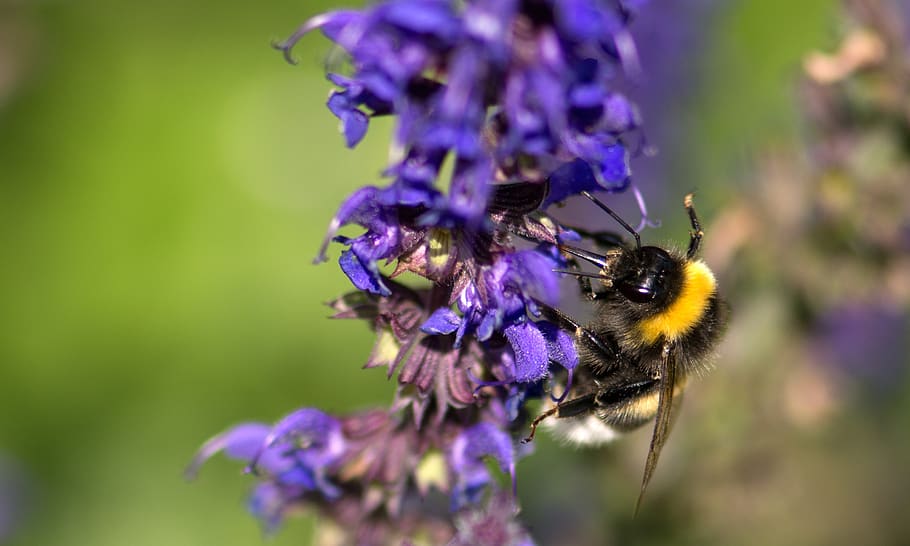 bumblebee, lavender, insect, flower, pollination, macro, flowering plant HD wallpaper