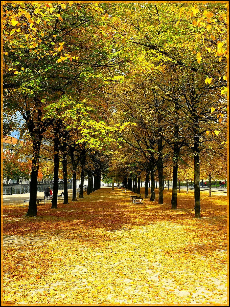 way, path, autumn, fall, tree, plants, change, park, growth HD wallpaper