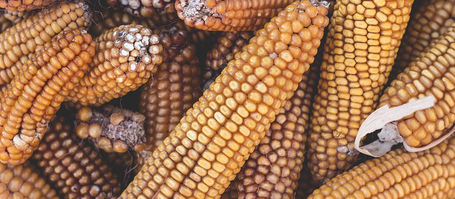 dry corns, food, food and drink, wellbeing, healthy eating, no people HD wallpaper