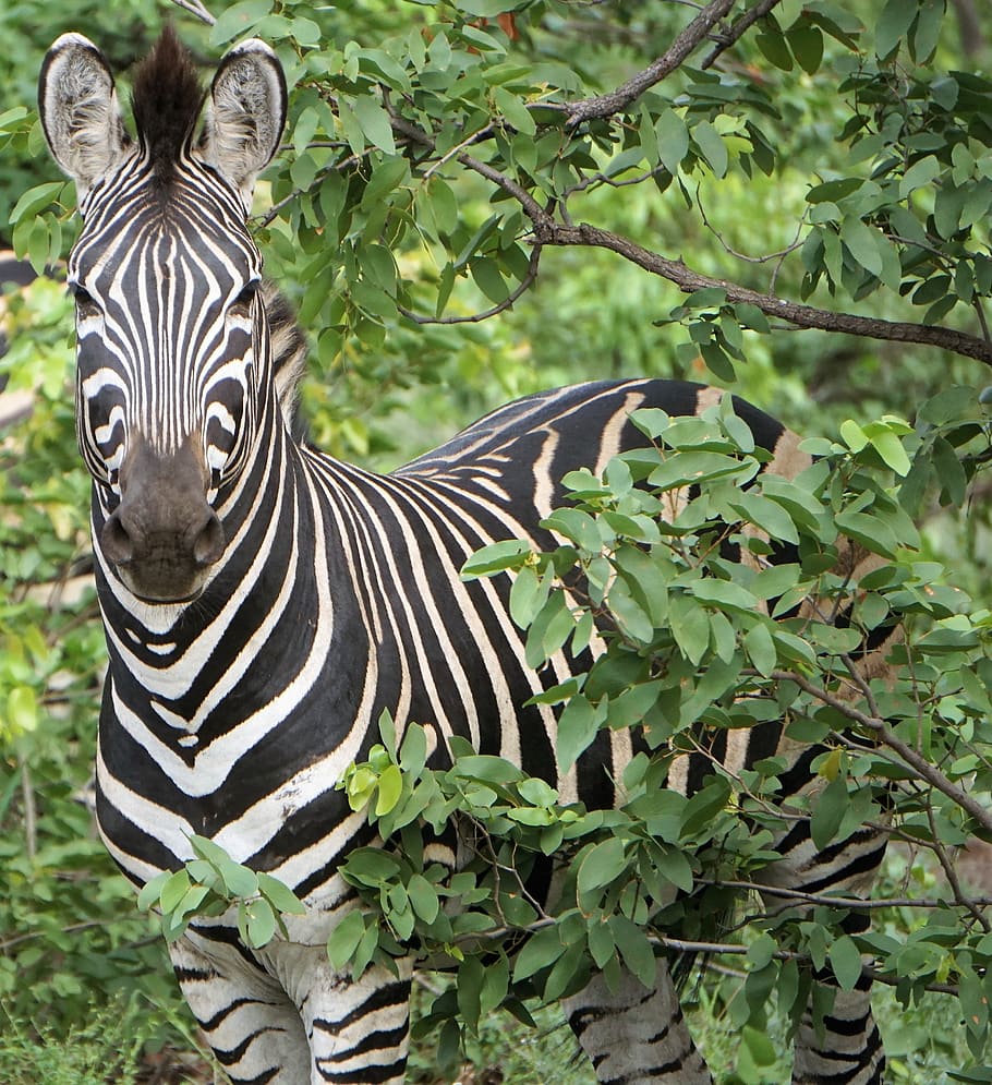 white and black zebra outdoor during daytime, animal, mammal, HD wallpaper