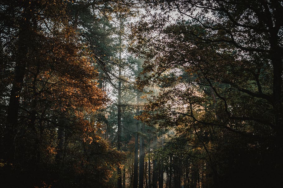 green trees, plant, forest, tranquility, beauty in nature, scenics - nature HD wallpaper