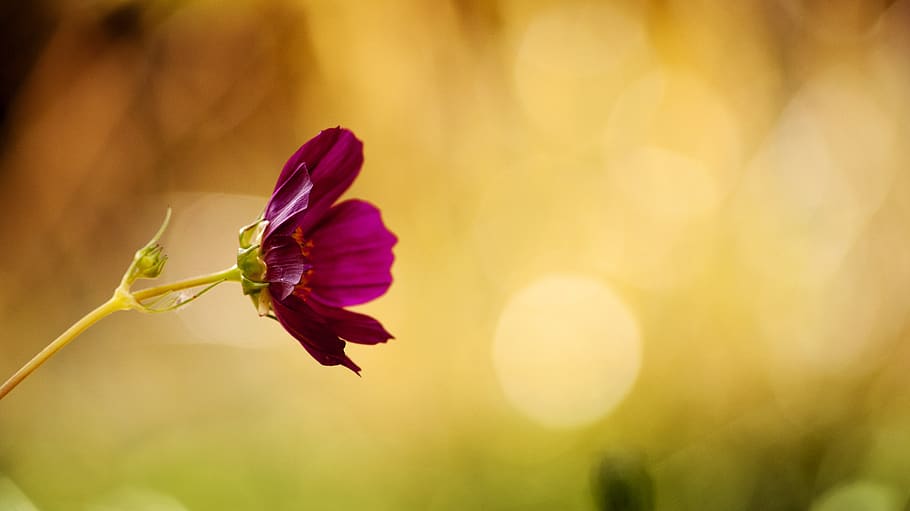 Purple Flower, bloom, blossom, cosmos, flora, HD wallpaper, macro HD wallpaper