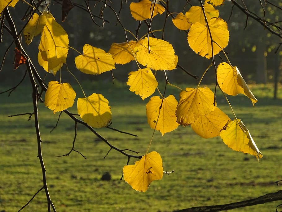 linden, leaves, branch, light, nature, gold, yellow, fall, plant part HD wallpaper