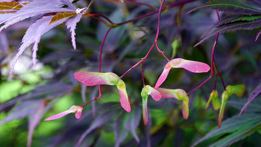 Seed wings of a Japanese red maple tree., japanese maple, japanese maple tree, HD wallpaper