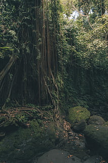 vegetation, plant, tree, rainforest, land, nature, outdoors HD wallpaper