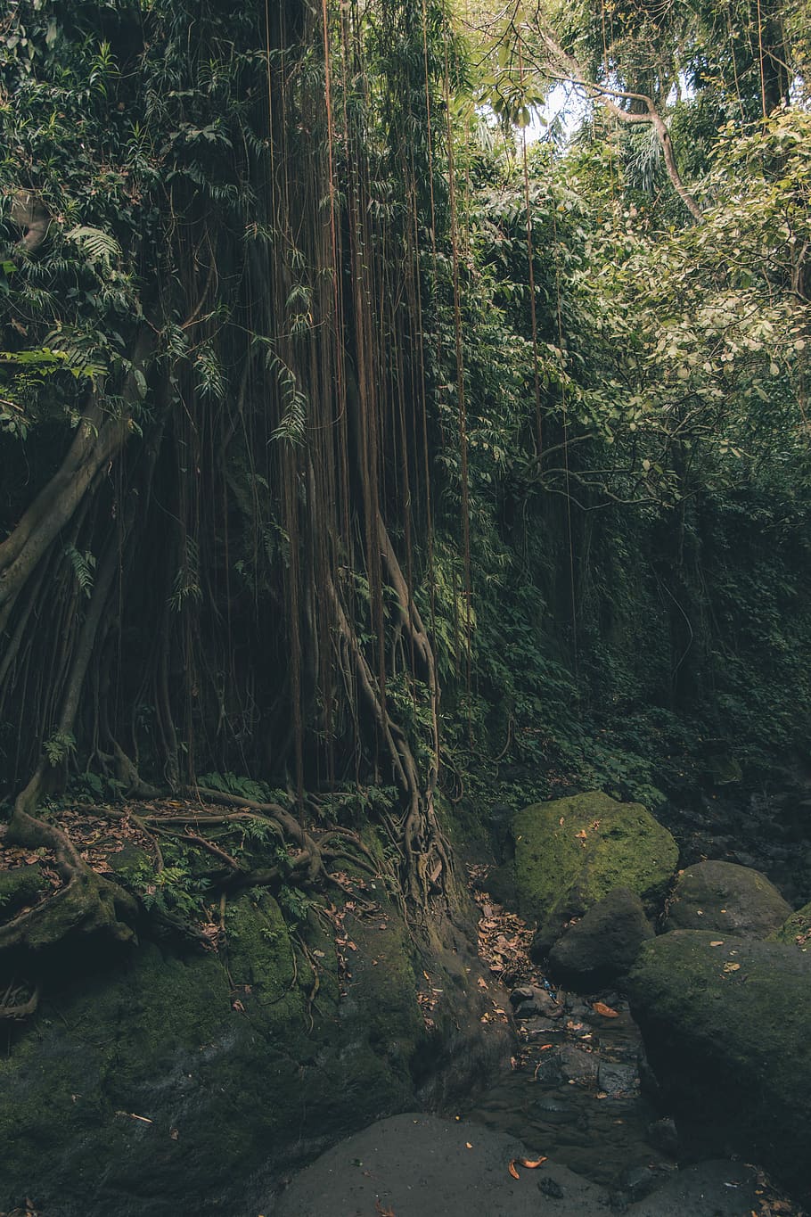 vegetation, plant, tree, rainforest, land, nature, outdoors HD wallpaper