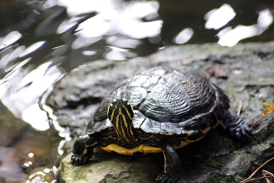 turtle, red, ear, slider, nature, shell, water, wildlife, reptile, HD wallpaper