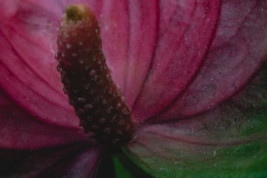 iran, shiraz, macro, closeup, flower, nature, growth, plant HD wallpaper