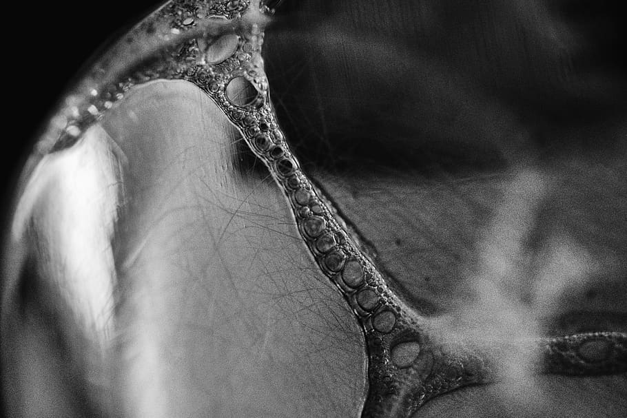 macro, black and white, abstract, human body part, close-up HD wallpaper