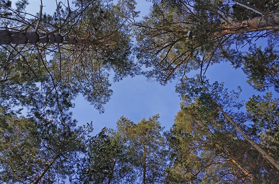 Green Leafed Trees, branches, daylight, daytime, environment HD wallpaper
