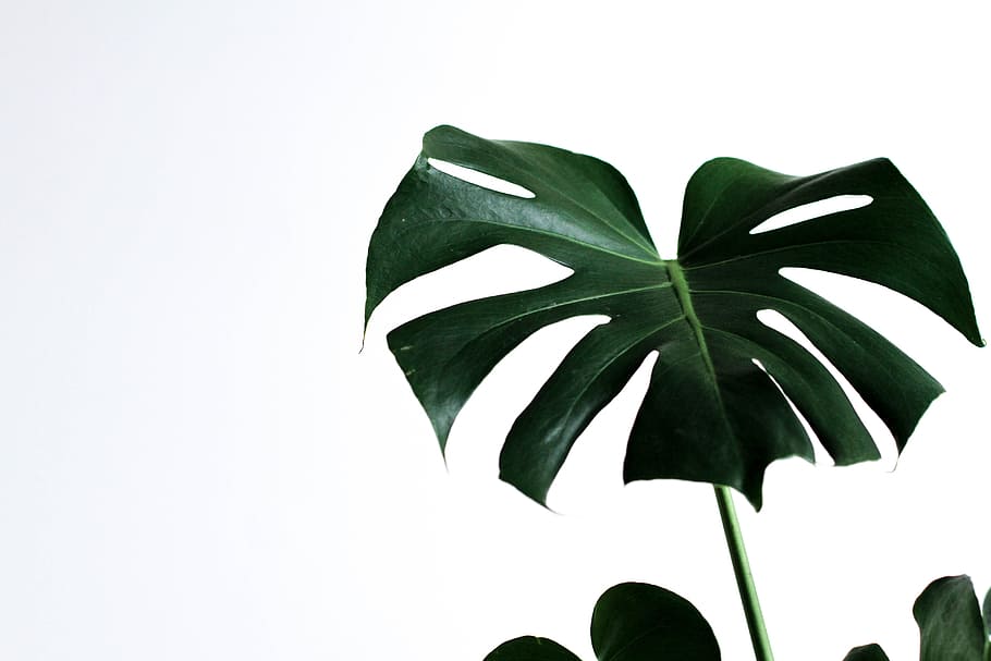 green-leafed plant, monstera, minimal, green plant, monstera monday, HD wallpaper