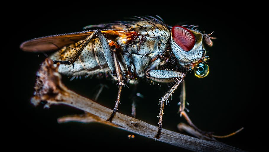 closeup photo of fly, macro, insect, black background, macro insect HD wallpaper