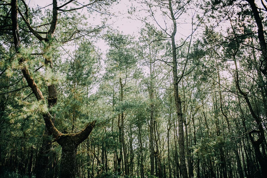 tree, plant, forest, land, growth, tranquility, day, nature HD wallpaper