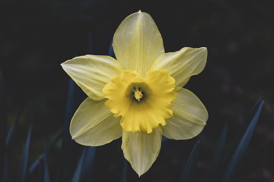 daffodils, flower, yellow, nature, spring, bloom, floral, petals HD wallpaper