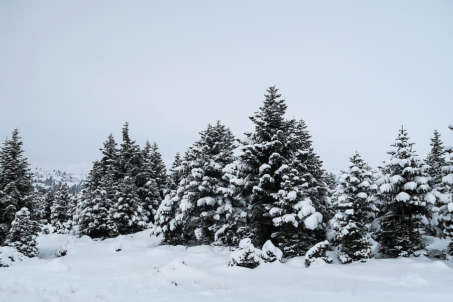 HD wallpaper: greece, kalavrita, snow, white, fog, foggy, trees, nature ...