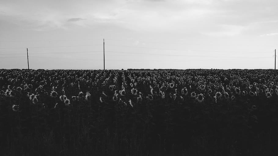 nature, person, crowd, human, outdoors, silhouette, audience HD wallpaper