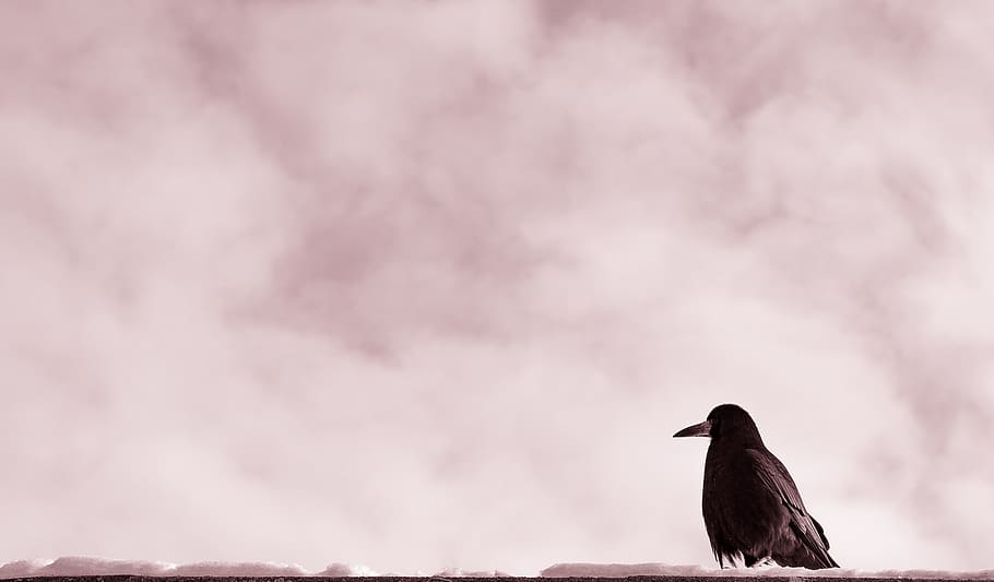clouds, sky, aerial, bird, black, beak, animal themes, one animal HD wallpaper