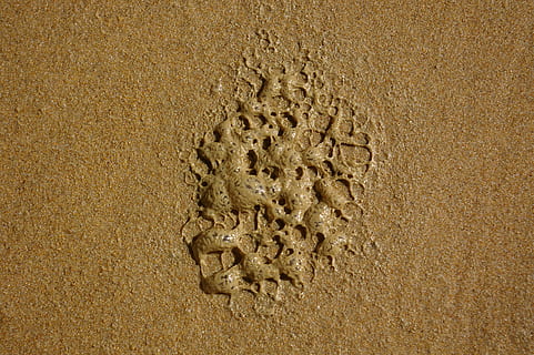 brown sand, invertebrate, honey bee, animal, insect, footprint HD wallpaper