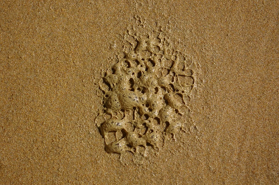 brown sand, invertebrate, honey bee, animal, insect, footprint HD wallpaper