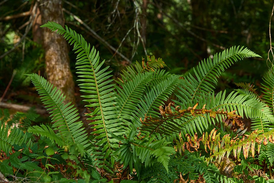 fern, forest, nature, green, plant, lighting, forest floor HD wallpaper