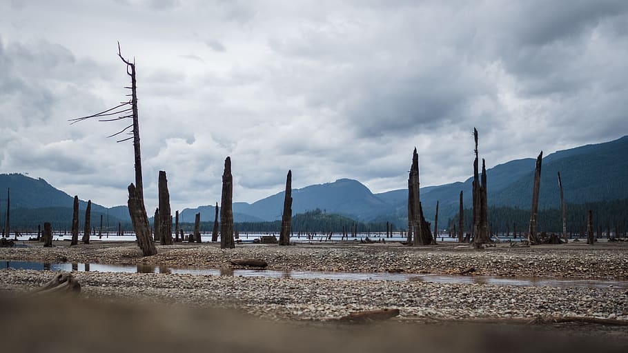 trees, death, water, lake, vancouver, fuji, clouds, moody, sand HD wallpaper