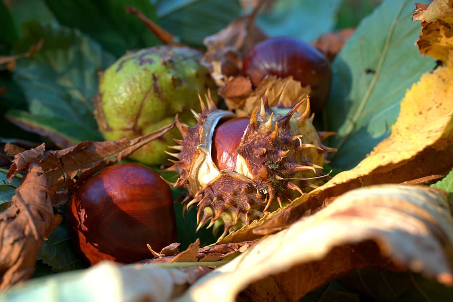 autumn, chestnut, leaf, prickly, decoration, brown, plant, spur HD wallpaper