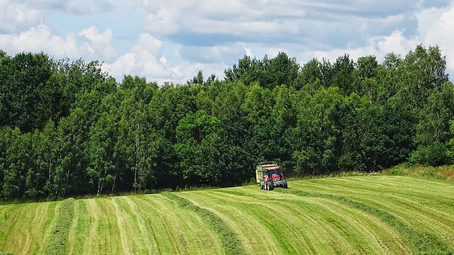 farming, poland, green, forest, plant, tree, green color, growth HD wallpaper