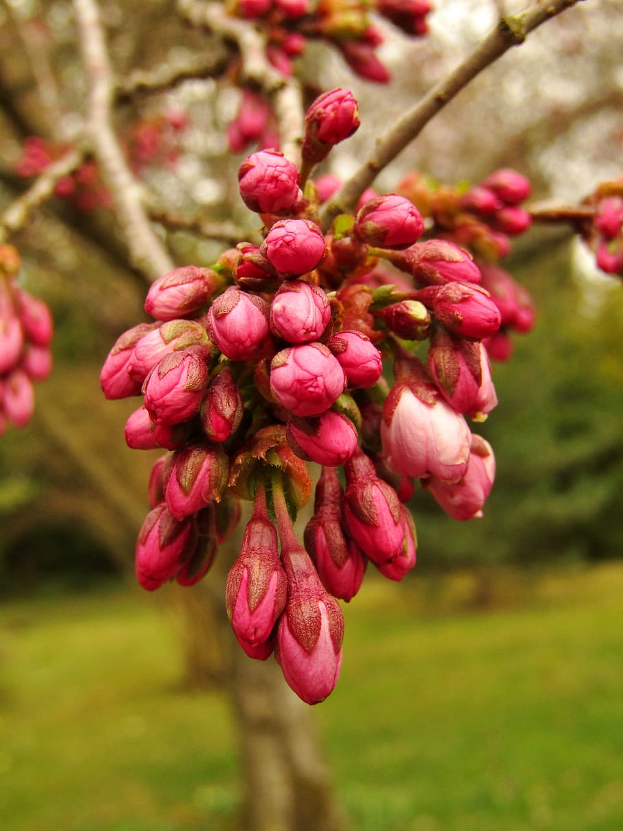 bud, japan, cherry, spring, cherry blossom, branch, ornamental cherry HD wallpaper