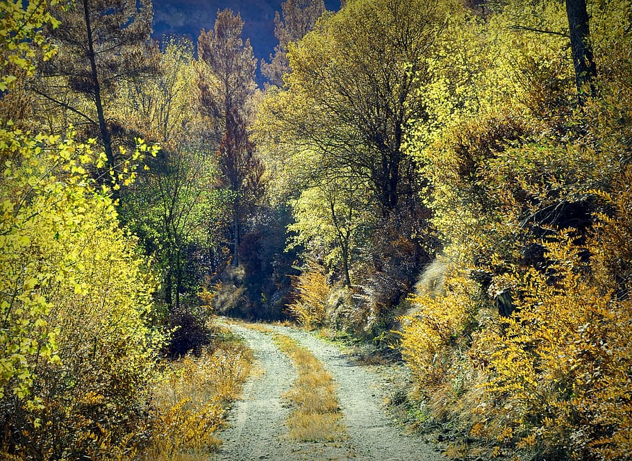 autumn, forest, landscape, trees, path, leaves, foliage, wild HD wallpaper