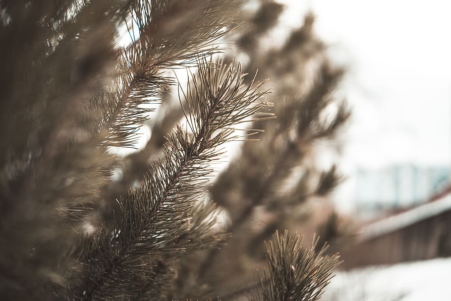 tree, plant, conifer, abies, fir, bush, pine, larch, animal HD wallpaper